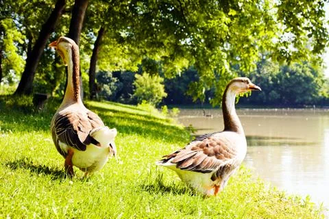 Gooses on the grass Stock Photos
