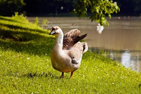 Gooses on the grass Free Stock Photos