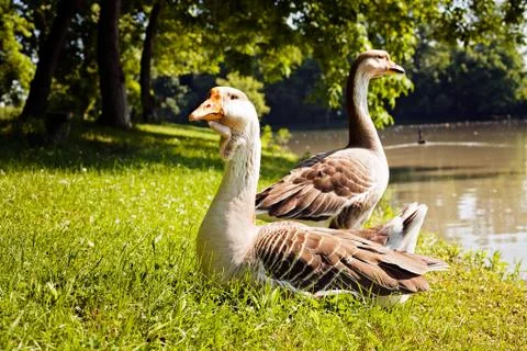Gooses on the grass Free Stock Photos