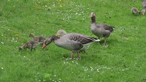 Gooses on the green grass Stock Footage 254483147