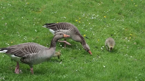 Gooses on the green grass Stock Footage 254483161