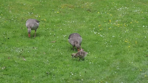Gooses on the green grass Stock Footage 254483230