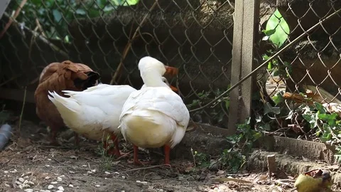 Gooses having fun Video stock 79399887