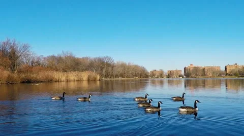Gooses at the lake HD Stock Footage 45424018