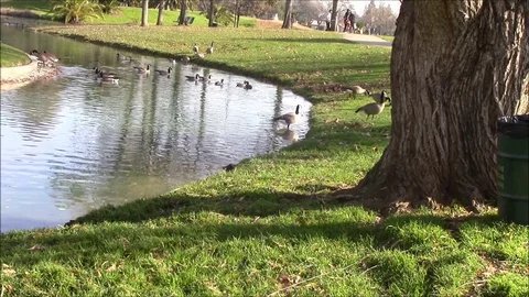 A Goose's Lunch Stock Footage 87105536