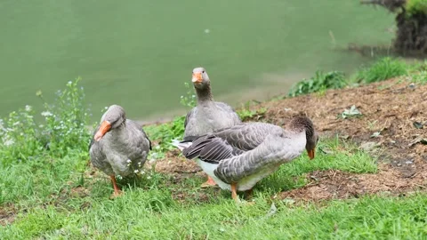 Gooses in the park, Italy Video stock 238825199