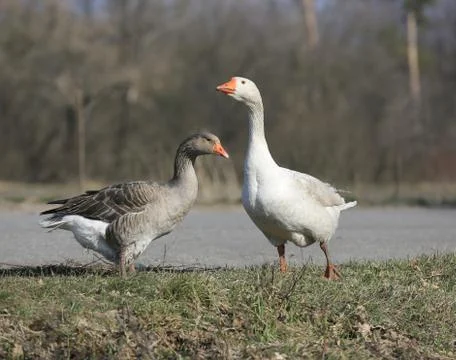 Gooses on pasture Stock Photos