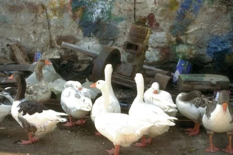 Gooses Stock Photos