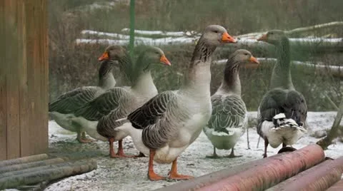 Gooses stand and panic Video stock 18842021