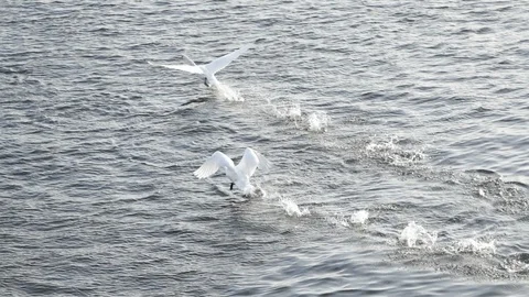 Gooses start flying on the water 库存影片 98042520