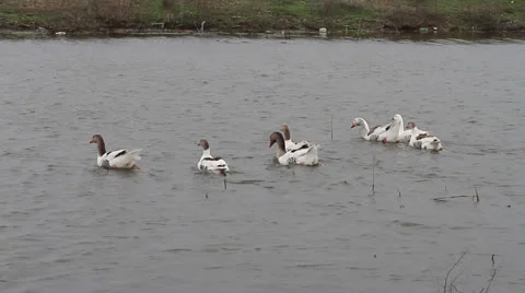 Gooses in water, Anser Video stock 22565201