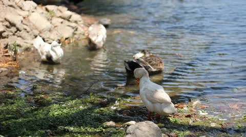 Gooses on Water Stock Footage 25878249