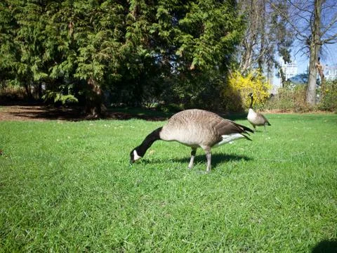 Goosing around Stock Photos