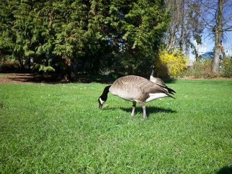 Goosing around Stock Photos