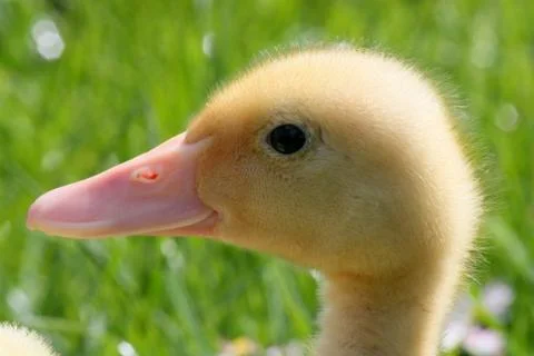 Goosling in a grass Stock Photos
