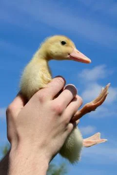 Goosling in hands Stock Photos