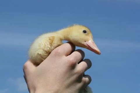 Goosling Stock Photos