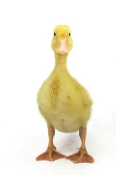 Goosling on white background Stock Photos