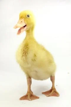 Goosling on white background Stock Photos