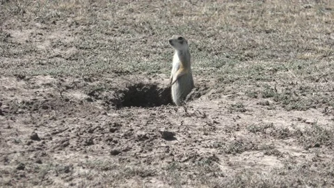 Gopher 1 Video stock 133186470