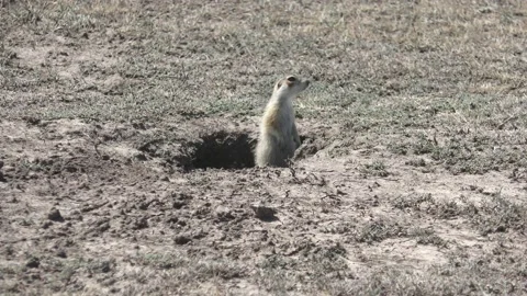 Gopher 2 Stock Footage 133186336