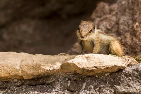 Gopher between rocks Stock Photos