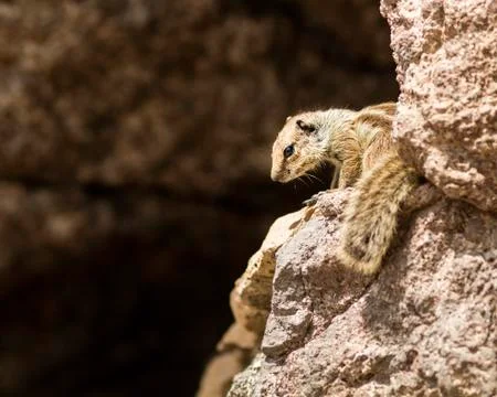 Gopher between rocks Stock Photos