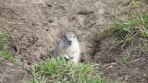 Gopher calls for help Stock Footage 64370048