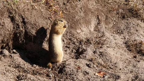 A gopher chews fearfully on a blade of grass in the Mongolian desert. Stock-Footage 285183354