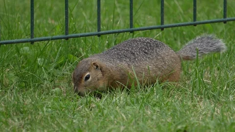 Gopher close-up, gopher observing the surroundings Stock Footage 294665328