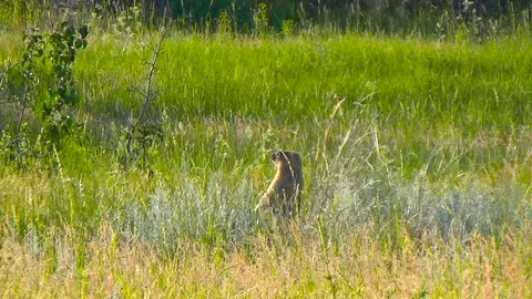 Gopher is a column in the field Video stock 114548896