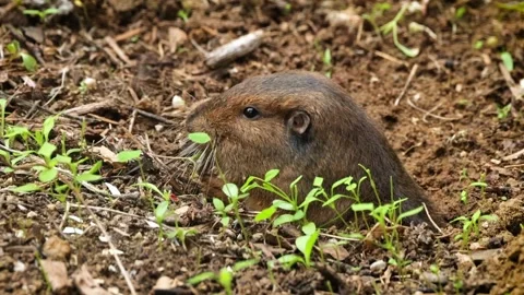Gopher coming out of it's hole to eat. Stock-Footage 257381880