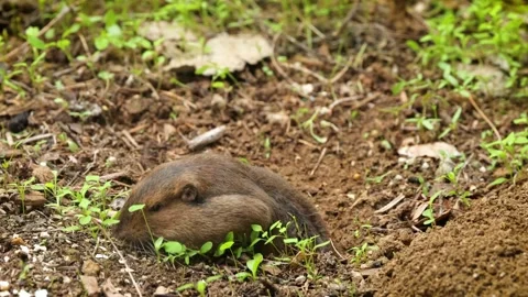Gopher coming out of it's hole to eat. Stock Footage 337077948