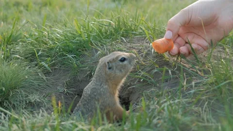 The gopher crawls out of the hole and grabs the carrot from the woman's hands. Stock Footage 110823683