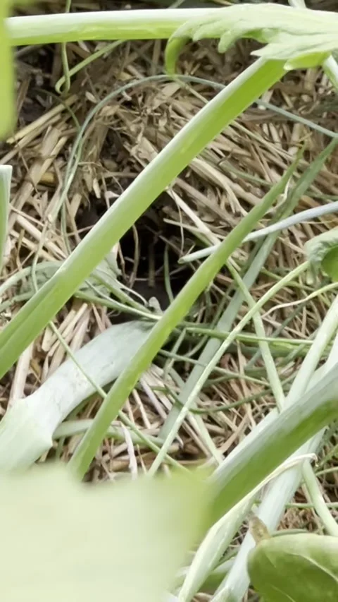 Gopher Eating in Garden Stock Footage 274759439