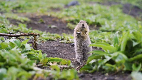 Gopher eating leaf (ground squirrel) Stock Footage 96062741