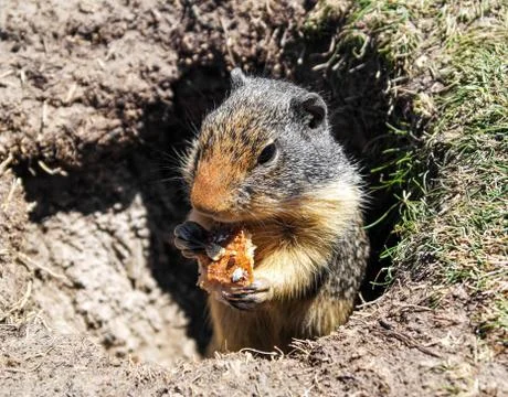 Gopher Eating Stock Photos