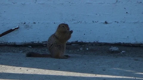 The gopher eats and runs away Stock Footage 96033895