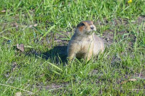 Gopher eats grass after hibernation Stock-Fotos