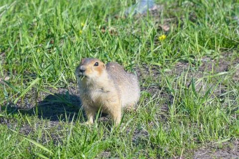 Gopher eats grass after hibernation Stock Photos