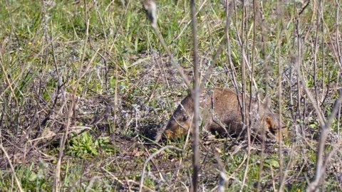Gopher eats grass Stock Footage 112568620