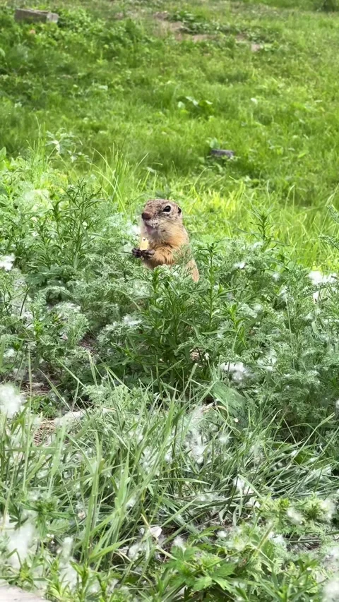 A gopher eats in a standing position among green grass. Vertical 4K footage Stock Footage 337538715