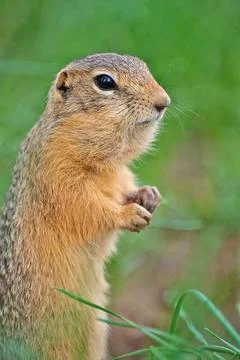 Gopher eats sweet corn sticks Foto stock
