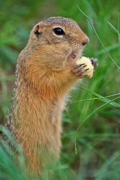 Gopher eats sweet corn sticks Stock-Fotos