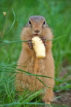 Gopher eats sweet corn sticks Foto stock
