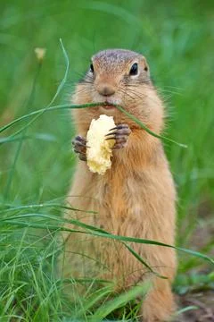 Gopher eats sweet corn sticks Foto stock