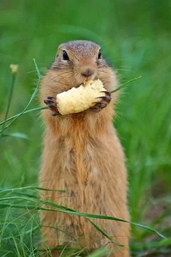 Gopher eats sweet corn sticks Stock-Fotos