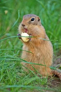 Gopher eats sweet corn sticks Stock-Fotos