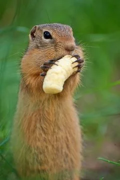 Gopher eats sweet corn sticks Foto stock