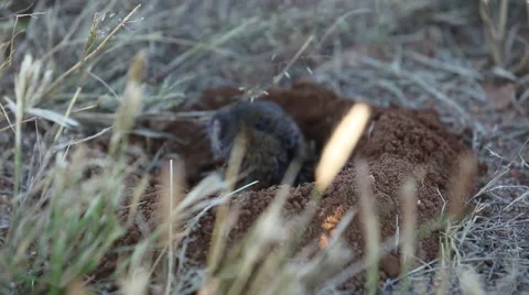 Gopher in a Field Stock Footage 52330366